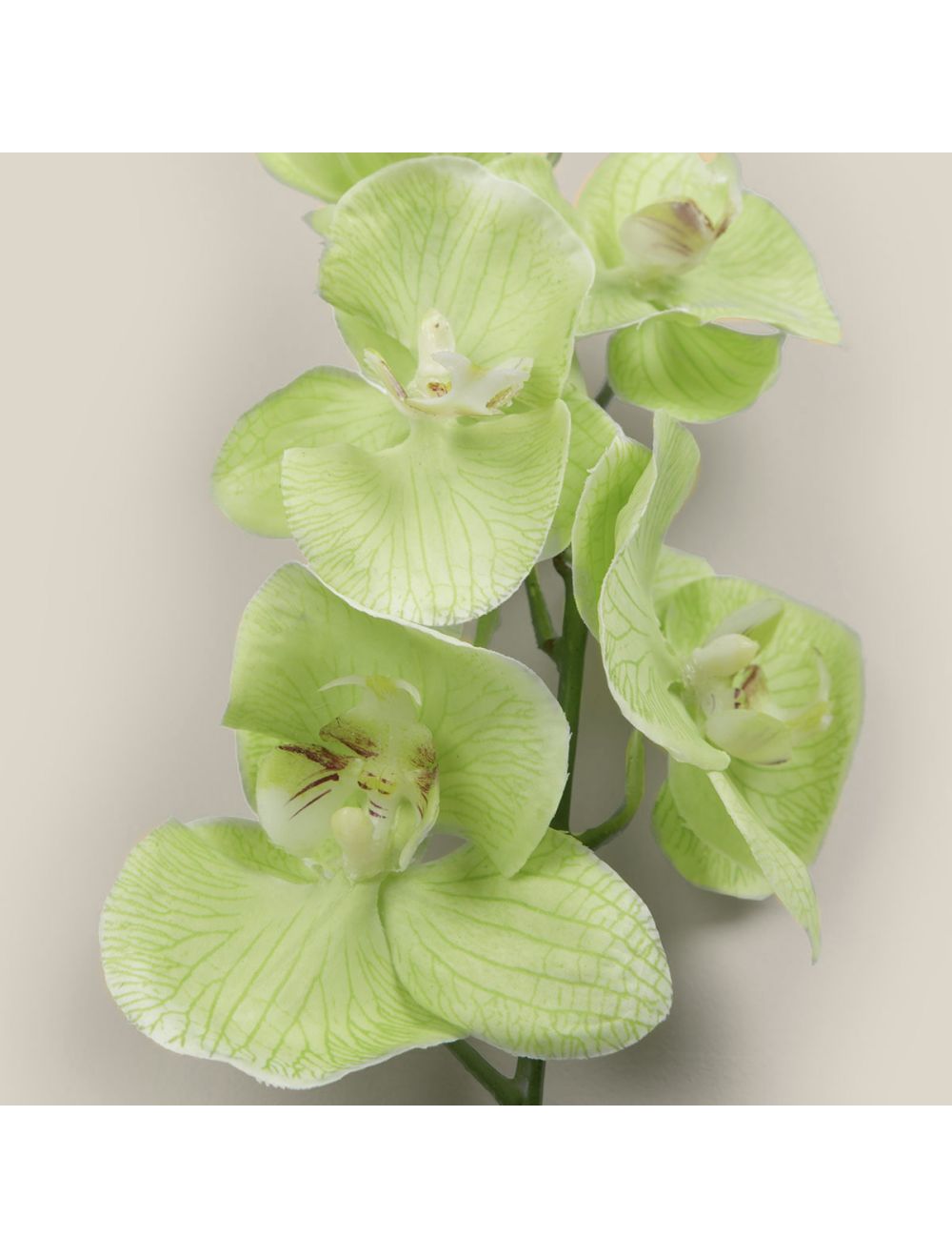 Phalaenopsis